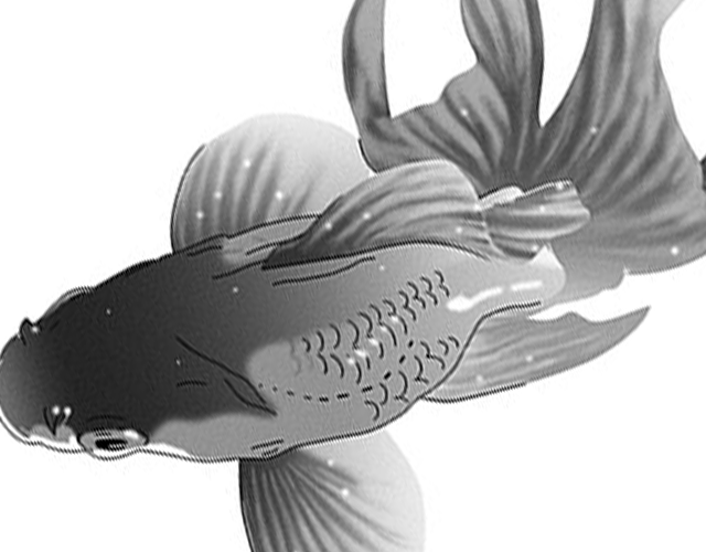 マンガ背景素材 金魚